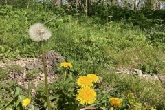 Bert Natuur VB6